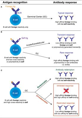 B cells in the balance: Offsetting self-reactivity avoidance with protection against foreign